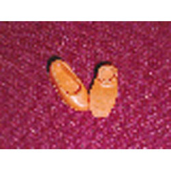 Scala, Clothes Shoe Female Type 2 (Adult): {ярко оранжев}