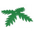 Plant, Tree Palm Leaf 4 : {тъмно зелен}