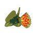 Животно No. 52 глава: {маслинено зелен}