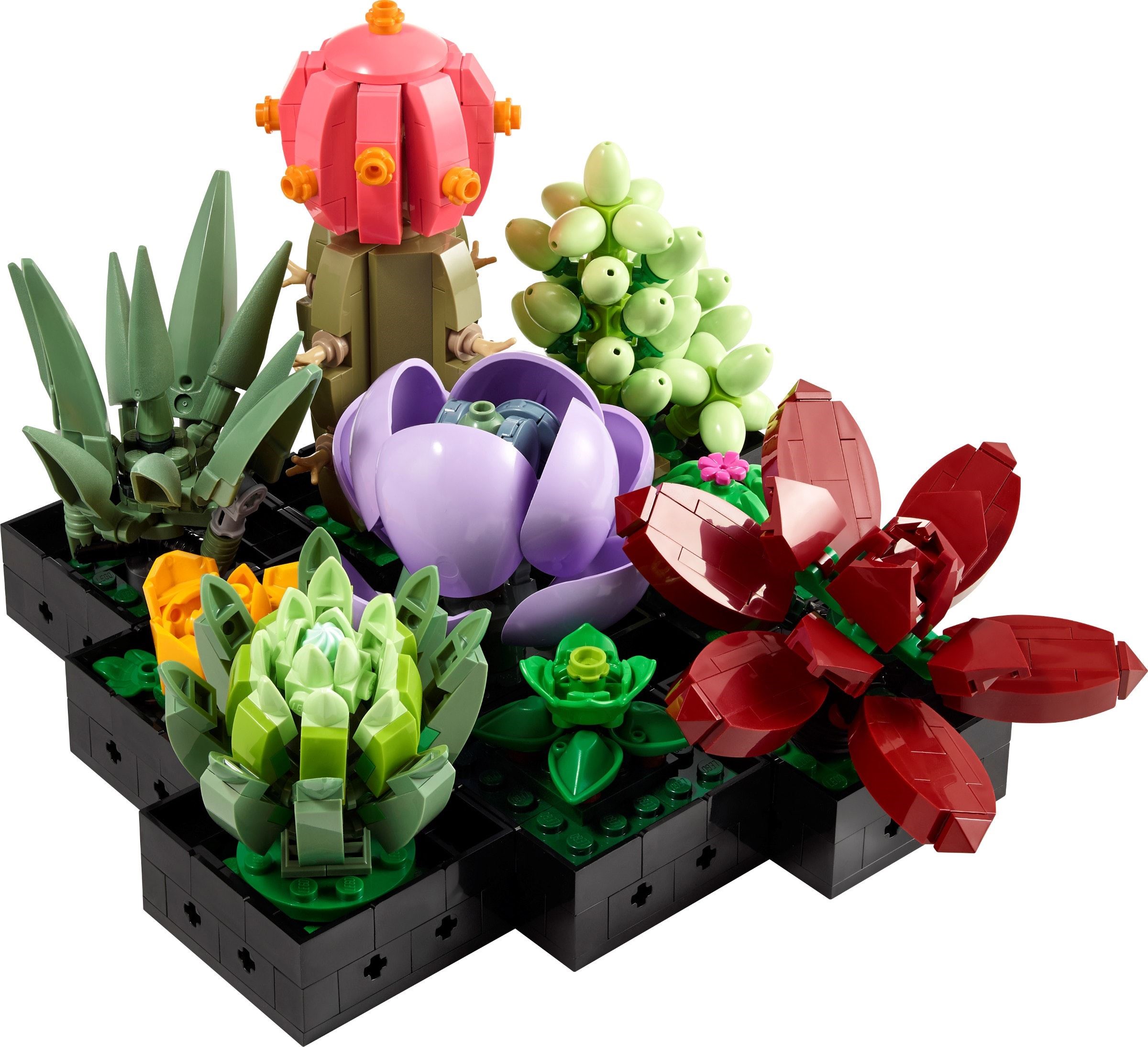 Сукуленти – ИКОНИ