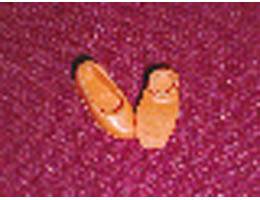 Scala, Clothes Shoe Female Type 2 (Adult): {ярко оранжев}