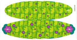 Plastic Raft Covers, Sheet of 2: {неопределен}